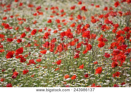 Spring meadow with blossoming daisies and poppy flowers 
