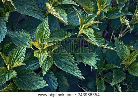 Leaves Of A Young Nettle Background Close-up