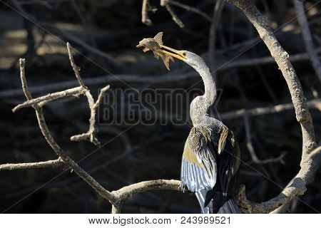 Anhinga (aka Snakebird, American Darter) With Prey, With Its Beak Pierced Through A Catfish. Pantana