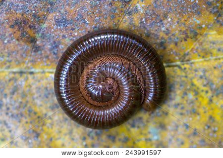 Giant Centipede, Millipede Rolled Into A Circle On Old Leaf In Tropical Jungle. Island Bali, Indones