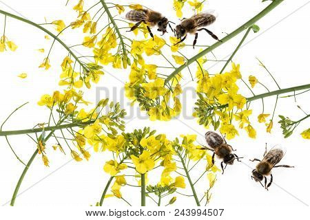 Rapeseed (colza) Brassica napus  flowers and bees isolated on white