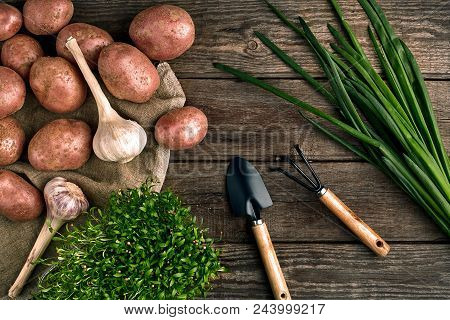 Gardening Tools And Fresh Vegetables Over Wooden Background. Potatoes, Garlic, Green Onions And Sorr