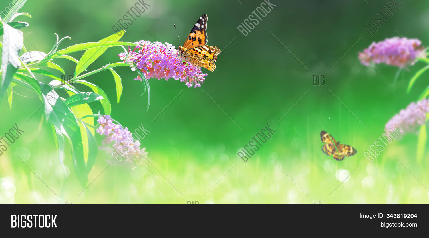 Beautiful Butterflies Image Photo Free Trial Bigstock