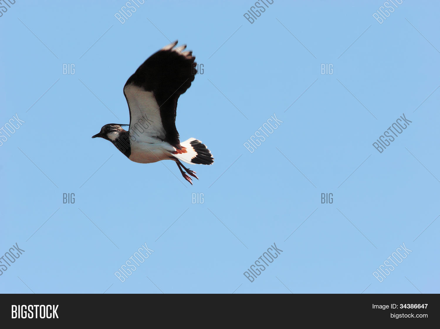 Image Preview