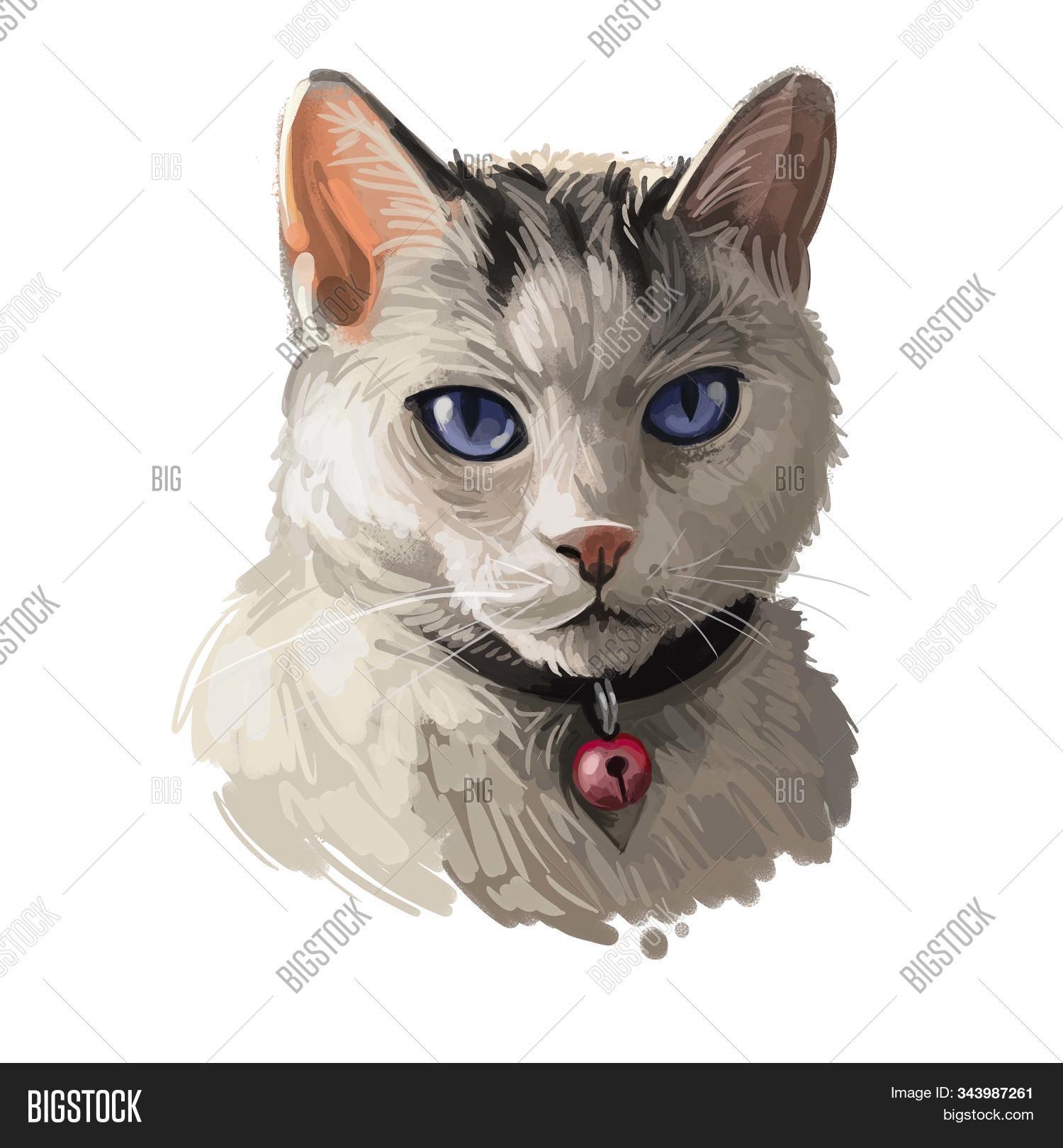 Colorpoint Shorthair Image Photo Free Trial Bigstock