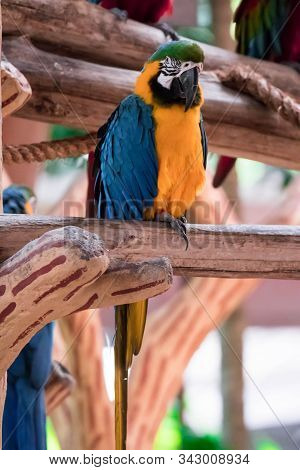 An Australian King-parrot (alisterus Scapularis) While Resting On Tree