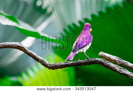 A Violet-backed Starling Cinnyricinclus Leucogaster, Also Known As Amethyst Or Plum-coloured Starlin