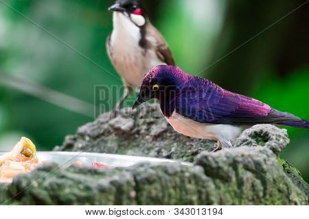 A Violet-backed Starling Cinnyricinclus Leucogaster, Also Known As Amethyst Or Plum-coloured Starlin