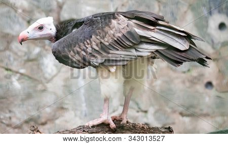 A White-headed Vulture (trigonoceps Occipitalis) While Sitting On A Tree
