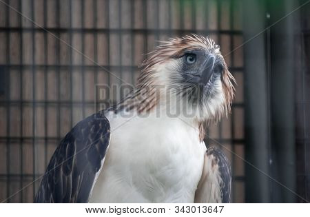 A Philippine Eagle Also Known As The Monkey-eating Eagle