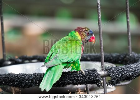 A Rainbow Lorikeet, A Species Of Parrot From Australia. Trichoglossus Moluccanus