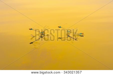Dragonflies as an aerobatic team in the sky. Geometric figures created by dragonflies. Reflection of dragonflies and sky on the water creates breathtaking geometric shapes.