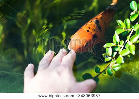Colourful Kois Fish Eating From Hand Orange And Black
