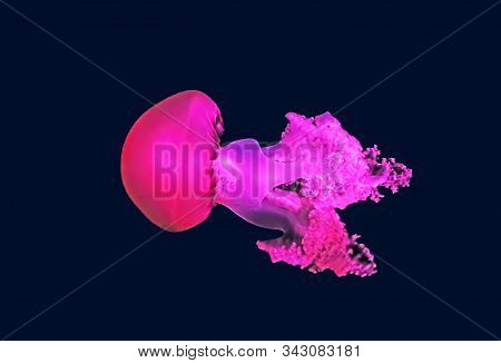 Close Up View Of Glowing Pink Jellyfish Jelly Blubber Catostylus Mosaicus