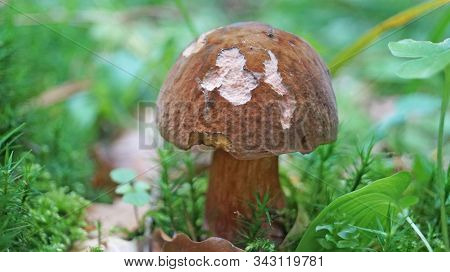 Mushroom Bolétus Erýthropus With A Brown Hat And A Yellow-red Leg In The Forest In Yellow Leaves And
