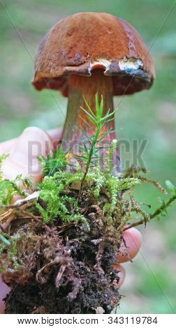 Mushroom Bolétus Erýthropus With A Brown Hat And A Yellow-red Leg In The Forest In Yellow Leaves And
