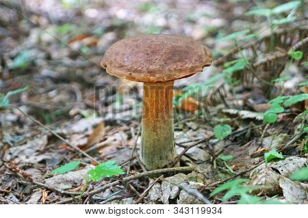 Mushroom Bolétus Erýthropus With A Brown Hat And A Yellow-red Leg In The Forest In Yellow Leaves And