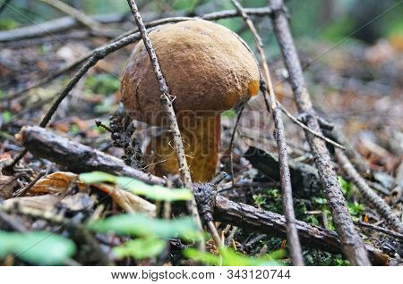 Mushroom Bolétus Erýthropus With A Brown Hat And A Yellow-red Leg In The Forest In Yellow Leaves And