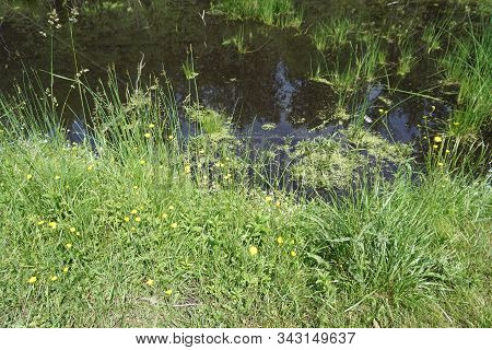 Creeping Buttercup Flowers (ranunculus Repens) And True Forget-me-nots (myosotis Scorpioides) Bloom 
