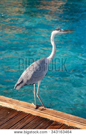 Gray heron fishing at sunset on the beach