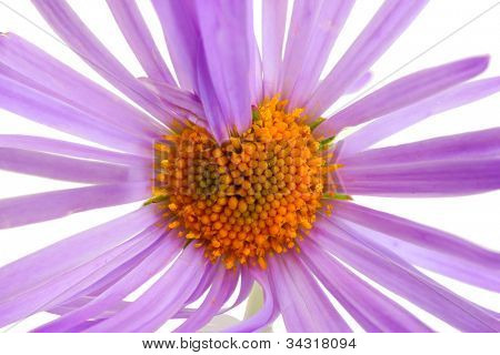 Marguerite isolata on white