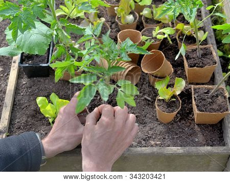 Seedlings In Peat Pots In A Little Square Vegetable Garden Holding By A Gardener