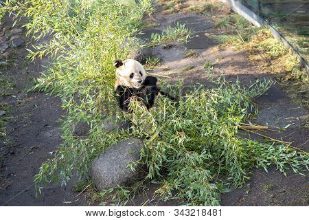 Copenhagen, Denmark - January 04, 2020: A Panda Eating Bambus In The Outdoor Area In Copenhagen Zoo