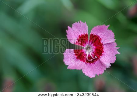 Five Petal Light Pink Meadow Carnation, Dianthus Pratensis