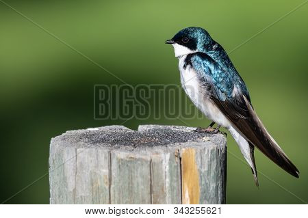 Tree Swallow Perched On An Old Weathered Wooden Fence Post