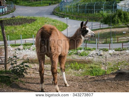 Lama Walking Free At A Farm In The Natioanal Park