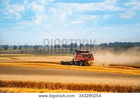 Red Harvest Gathering Combine Working In Field . Harvester Agriculture Machine In Golden Ripe Wheat 