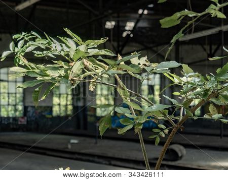 Urbex, Urban Exploration, Old Abandoned Train Station, Germany.