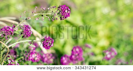 Green Grass With Flowers Over Sunny Background. Violet Allicium Flowers On A Green Foliage Backgroun