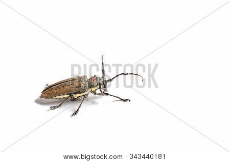 Tree Borer (batocera Rufomaculata) Isolated On A White Background