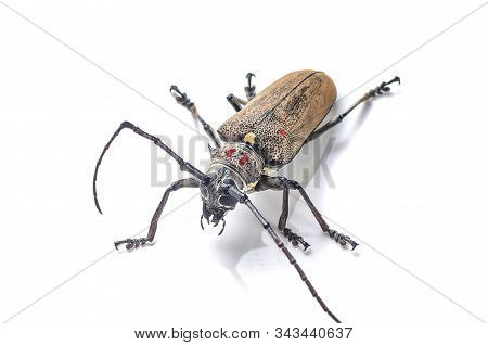 Tree Borer (batocera Rufomaculata) Isolated On A White Background