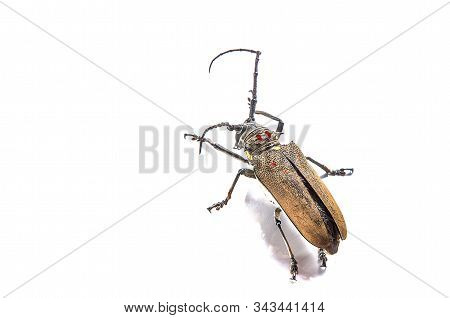 Tree Borer (batocera Rufomaculata) Isolated On A White Background