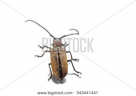 Tree Borer (batocera Rufomaculata) Isolated On A White Background