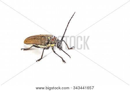 Tree Borer (batocera Rufomaculata) Isolated On A White Background