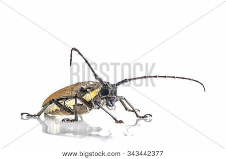 Tree Borer (batocera Rufomaculata) Isolated On A White Background