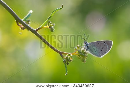 Freckled Little Blue Butterfly And Wildlife Photos