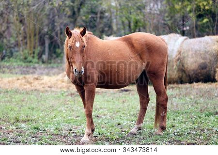 Saddle Horse Lay On Back And Having Fun To Roll In Mud In On Ranch