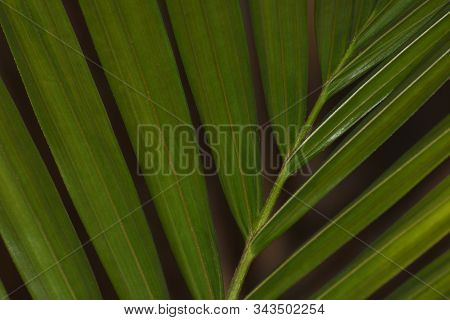 Green Majesty Palm Leaf Close-up Frame (ravenea Rivularis), Pretoria, South Africa