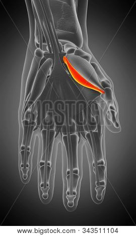 3d rendered medically accurate muscle anatomy illustration - flexor pollicis brevis