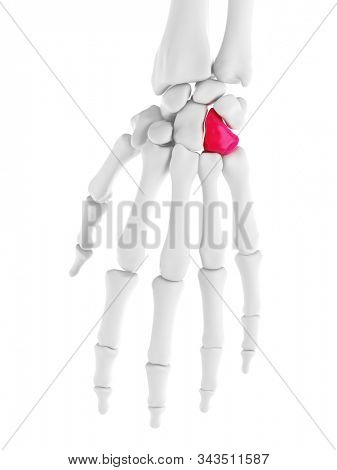 3d rendered medically accurate illustration of the hamate