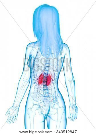 3d rendered medically accurate illustration of diseased kidneys