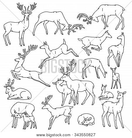 Wild Deer Males And Females With Babies Jump, Sleep And In Other Poses. Herd Vector Set Outline Blac