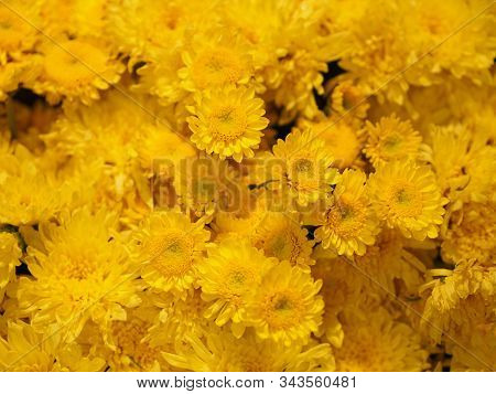 Yellow Chrysanthemum Flower Scientific Name Dendranthemum Grandiflora Beautiful Bouquet Stacked On B