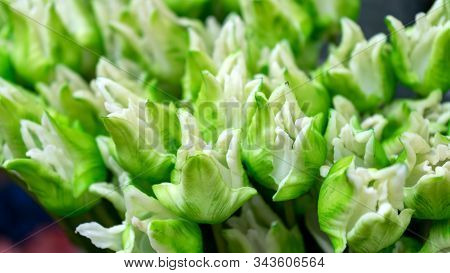 Beaytiful White And Lime Green Tulips For Sale At Flower Market