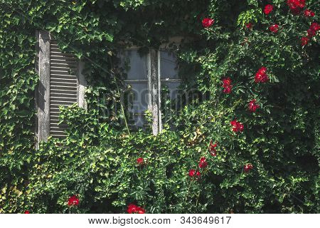 Window Surrounded By Green Ivy And Wild Red Roses, On Sunny Day. Ecological House Facade. Vertical G