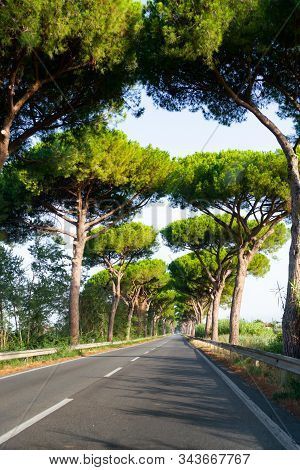 Scenic Driving On New Via Appia Road S7 With High Green  Mediterranean Pine Trees Connected Rome, La